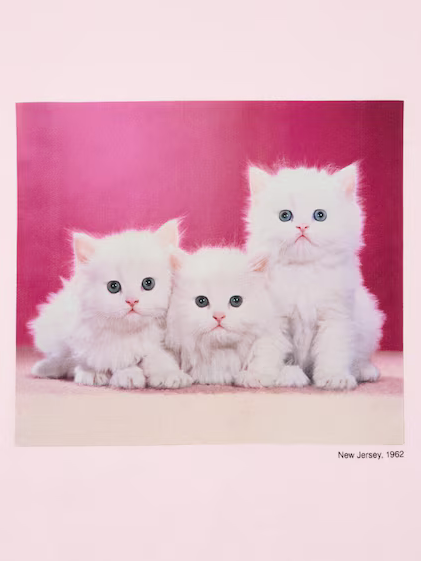 Uniqlo Women's Cat Photographs UT Graphic T-Shirt - 10 Pink